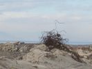 PICTURES/Salton Sea/t_IMG_8919.JPG